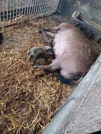 Scrofe di mangalica puri