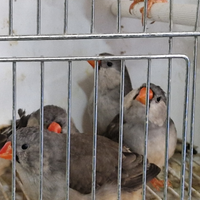 Diamante mandarino olandese