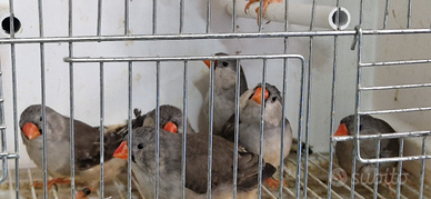 Diamante mandarino olandese