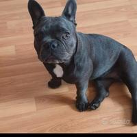 Buldog Francese
