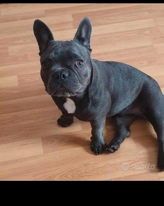 Buldog Francese