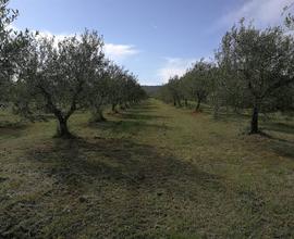 Rif.AA-T21| terreno agricolo follonica