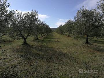 Rif.AA-T21| terreno agricolo follonica