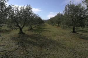 Rif.AA-T21| terreno agricolo follonica