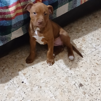 Cucciola di pit bull