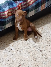 Cucciola di pit bull