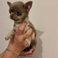 Cucciolo di chihuahua lilac