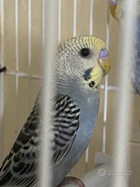 Disponibile giovane cocorite