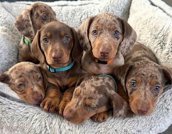 BASSOTTI NANI - BASSOTTO NANO TEDESCO choco merle