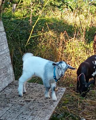 capretto tibetano maschio 