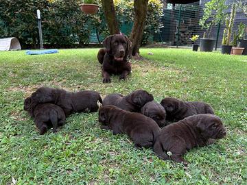 Labrador cioccolato
