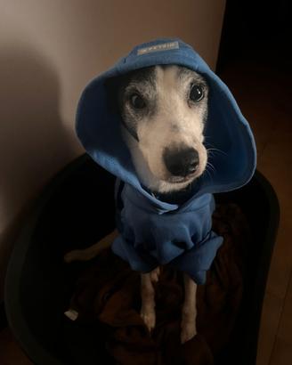 Cani piccola taglia