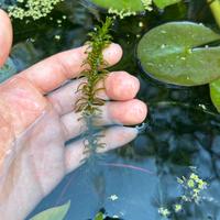 Mazzetti elodea canadensis