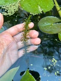 Mazzetti elodea canadensis