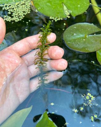 Mazzetti elodea canadensis