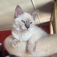 Cucciole ragdoll con pedigree