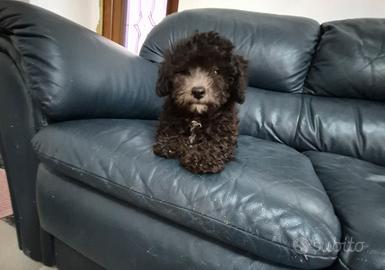 barboncino silver senza pedigree 