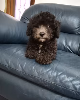 barboncino silver senza pedigree 