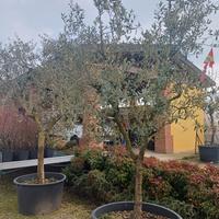 piante di olivo
