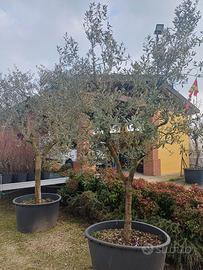 piante di olivo