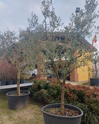 piante di olivo