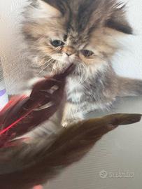 Cucciola di gatto persiano