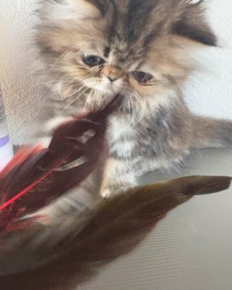 Cucciola di gatto persiano