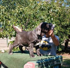 Cuccioli di mastino napoletano prezzo inpegnativo