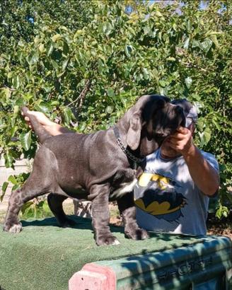 Cuccioli di mastino napoletano prezzo inpegnativo