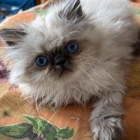 Cucciolo di gatto persiano