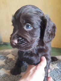 Cuccioli di Cocker Spaniel inglese