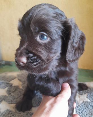 Cuccioli di Cocker Spaniel inglese
