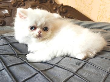 Gatto persiano ipertipico