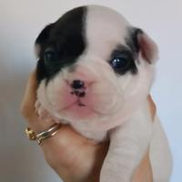 Bulldog Francesi nati il 3 Febbraio
