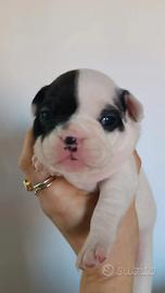 Bulldog Francesi nati il 3 Febbraio