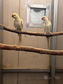 Parrocchetti dal collare