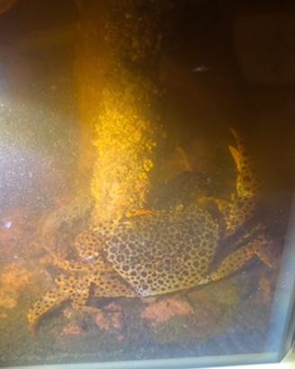Regal o Granchio Pantera