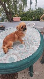 Chihuahua 