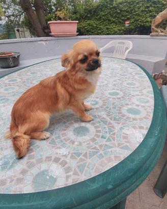 Chihuahua 