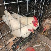 Galline nane