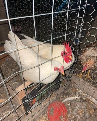 Galline nane