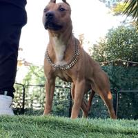 American pitbull terrier adulta recupero spese