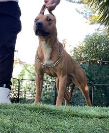 American pitbull terrier adulta recupero spese