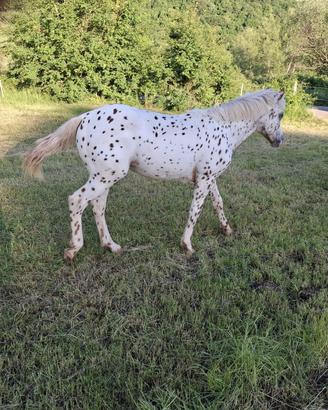 Cavallo