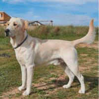 Labrador per accoppiamento