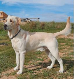 Labrador per accoppiamento