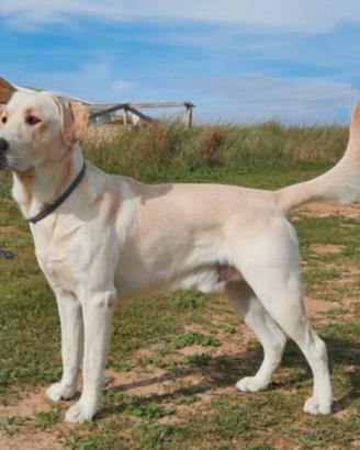 Labrador per accoppiamento