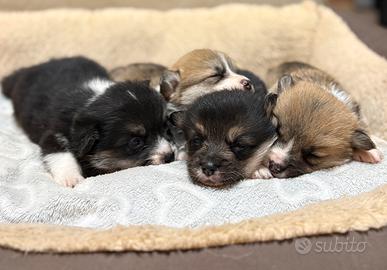 Cuccioli di welsh corgi pembroke