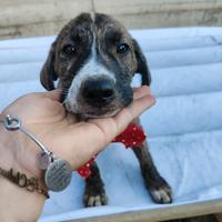 Cuccioli in adozione