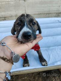 Cuccioli in adozione